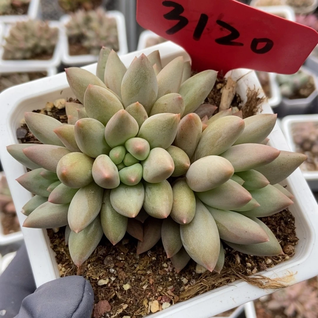 3120水晶球多肉植物保护