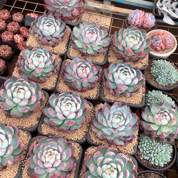 超大惊鸿仙子29.99多肉植物