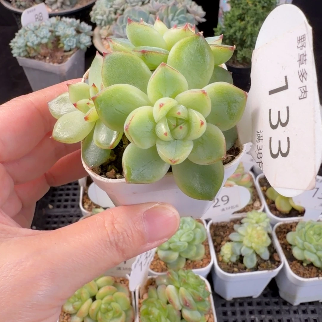 珍妮三头群133号一颗