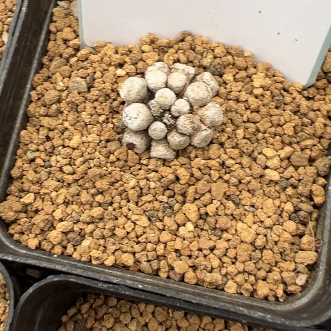 小***圆22-288肉锥多肉植物