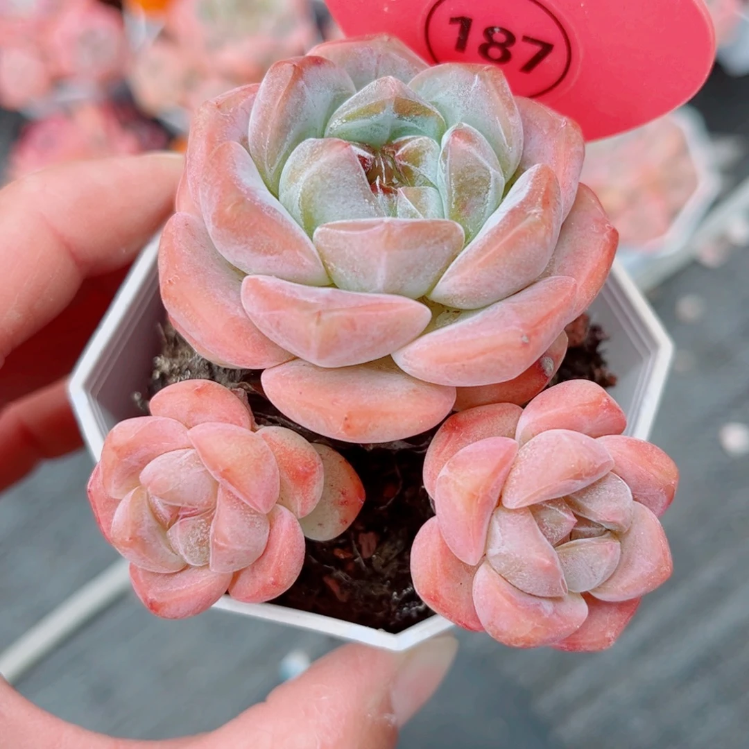 发***圆187号小老桩糖心群