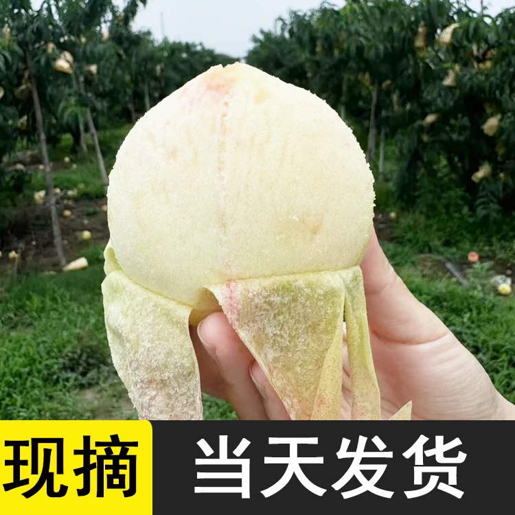正宗无锡阳山水蜜桃6-5两撕皮爆汁现摘现发香甜多汁礼盒装