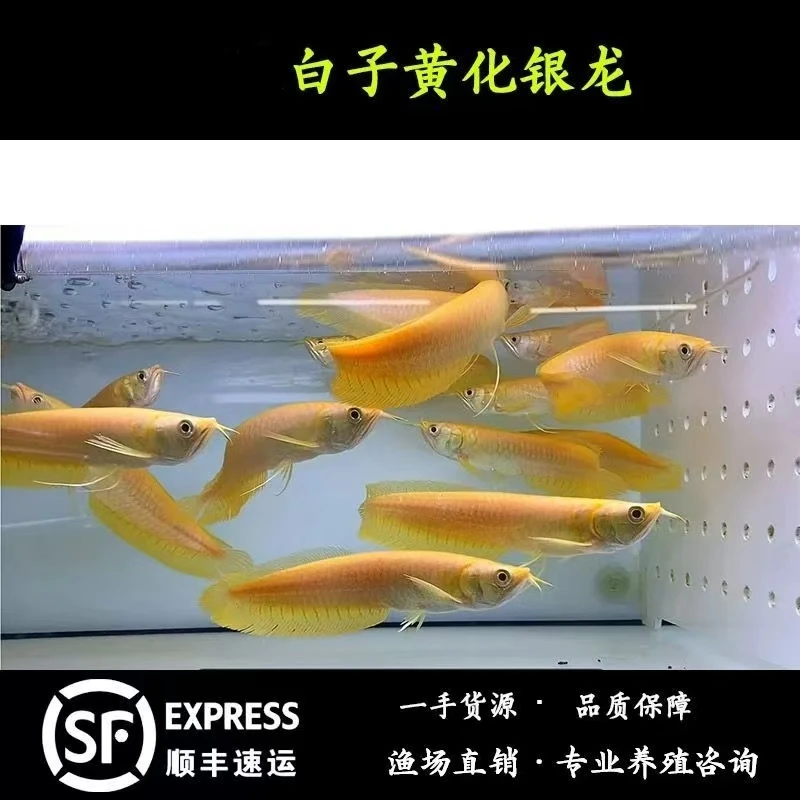 黄化白子银龙鱼观赏鱼活体热带鱼苗混养练手金龙红龙
