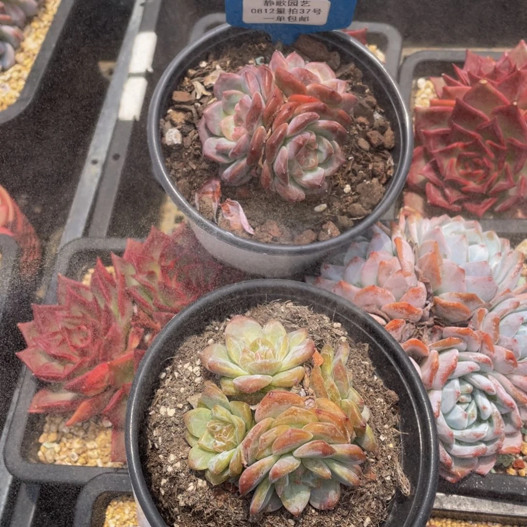 0812-37-溏心琥珀群生两颗