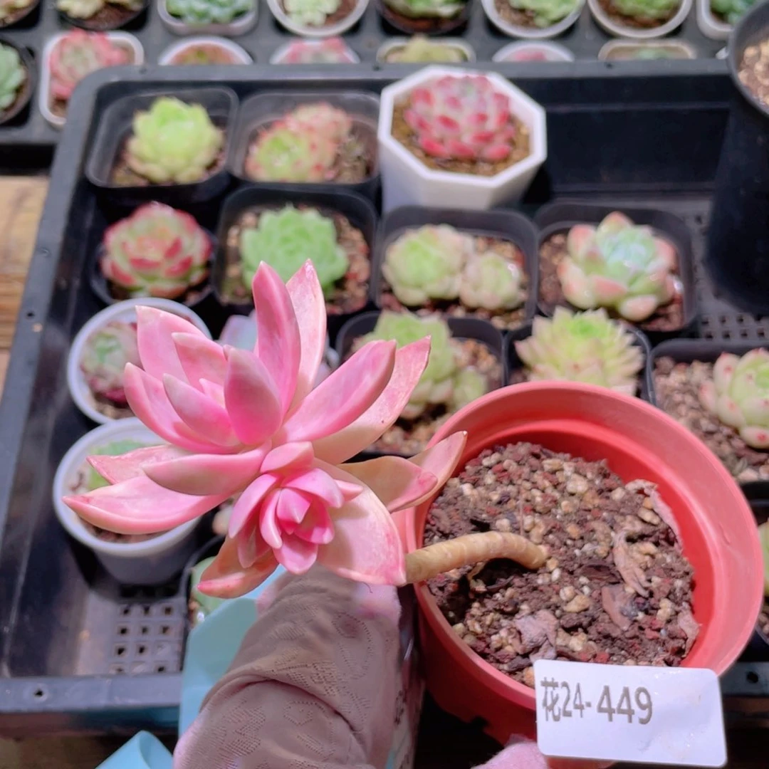 花利美24-449布丁锦