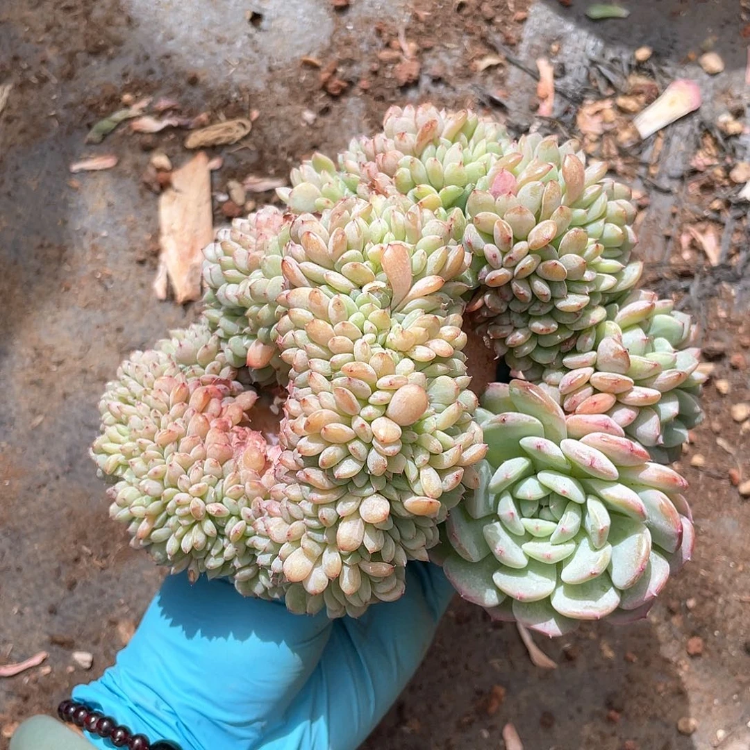 多肉植物多肉植物