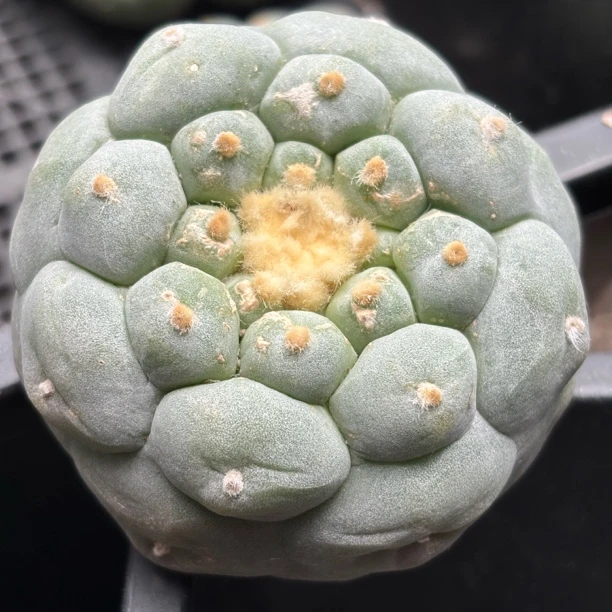 仙人球 有根点 一物一拍 221