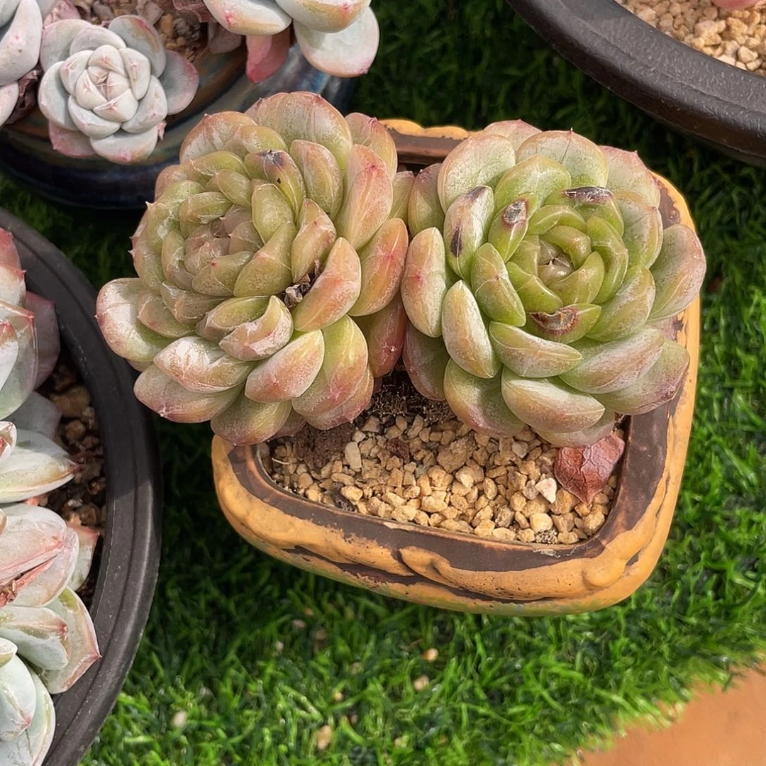 白恋群生多肉植物一物一拍