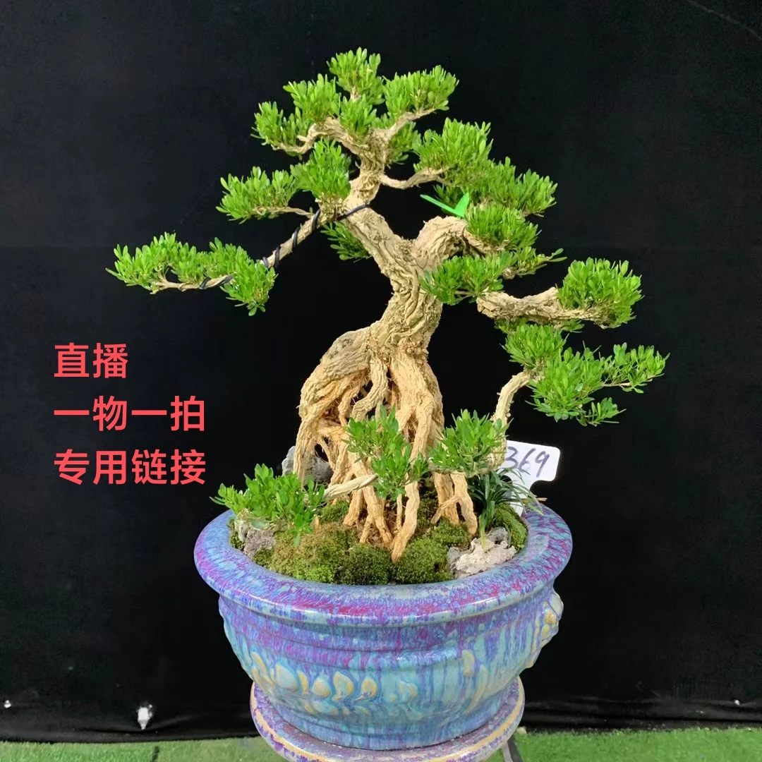 黄杨木福建皱皮雀舌小叶黄杨盆景