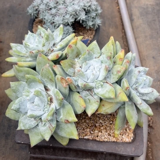 小*给姐姐1100，第二天