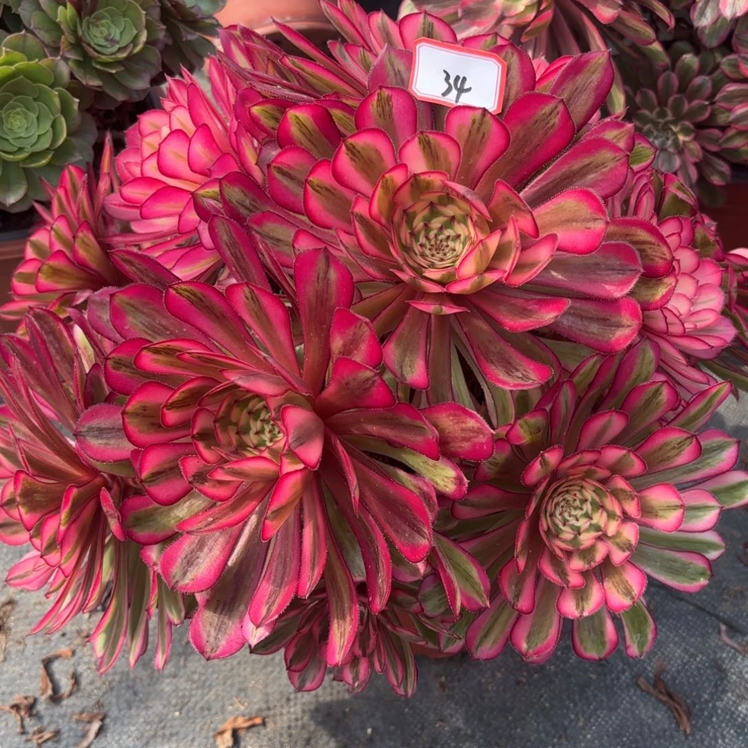 34白月光朵朵多肉植物绿植