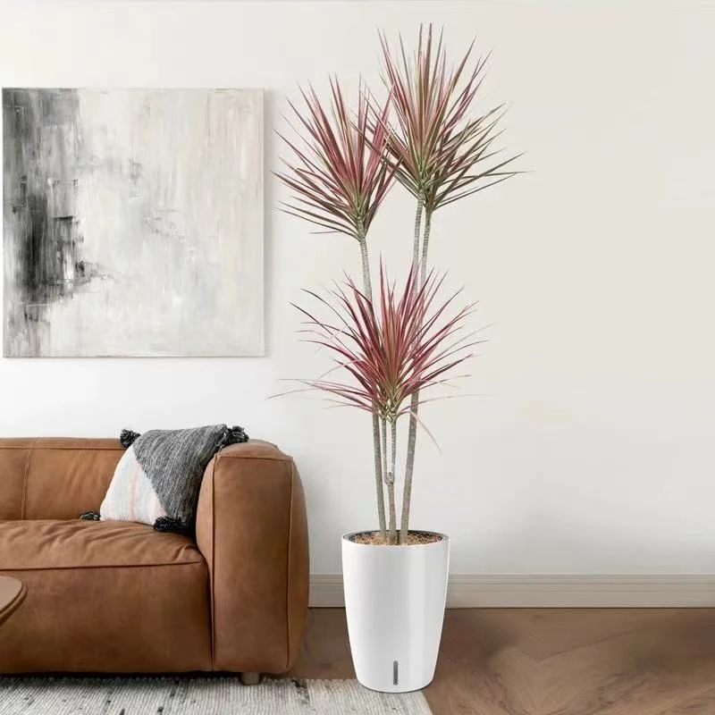 千年木空气净化绿化黄金绿植室内盆栽客厅棕榈龙血树百合竹黑珍珠