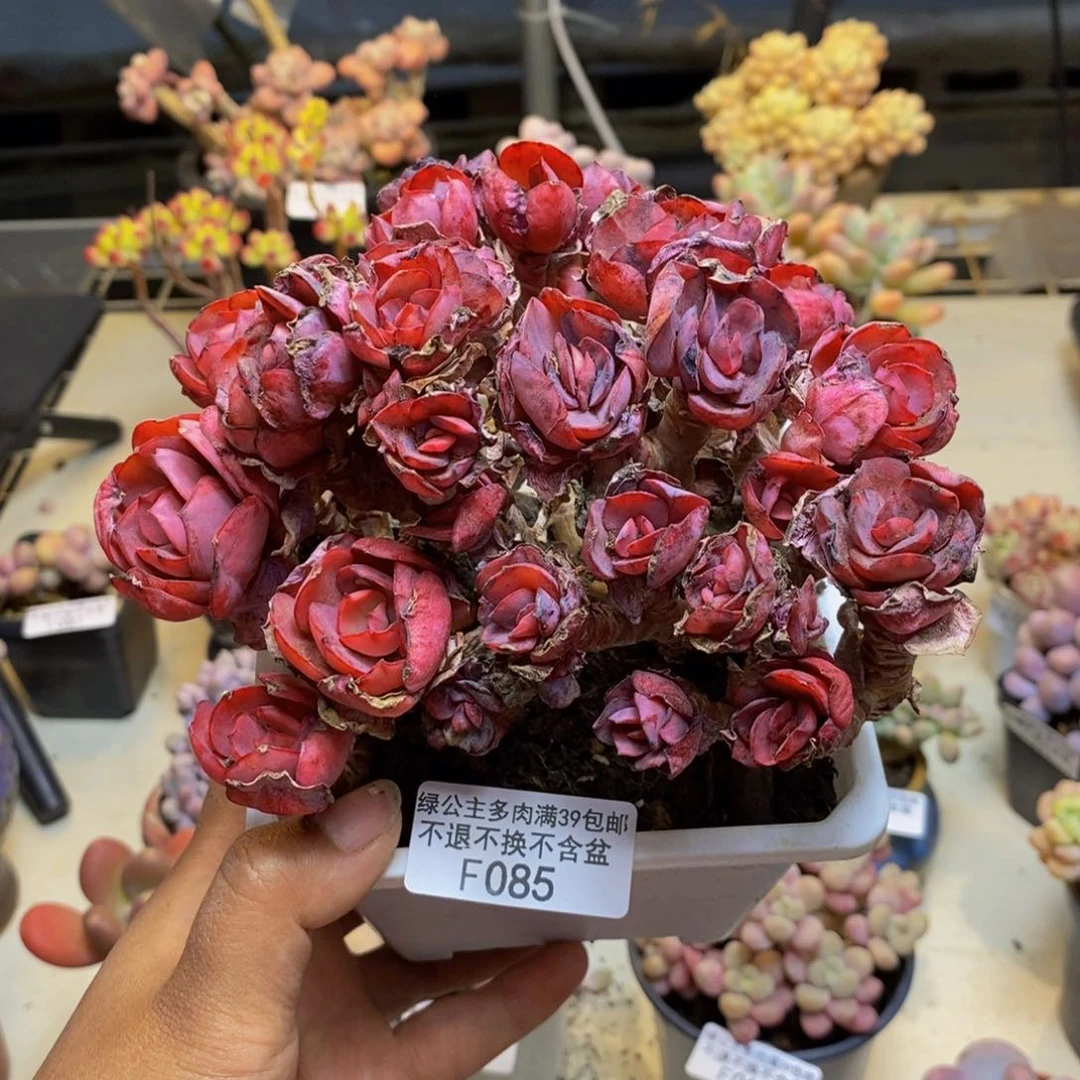 085秀妍多肉有砍