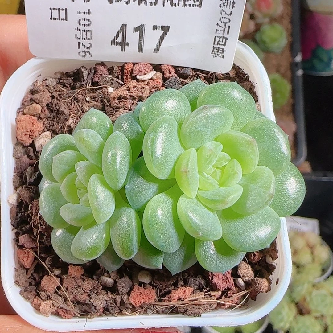 1026-417清浅一物一拍