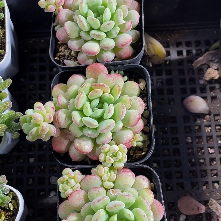 大萌豆带盆土发货