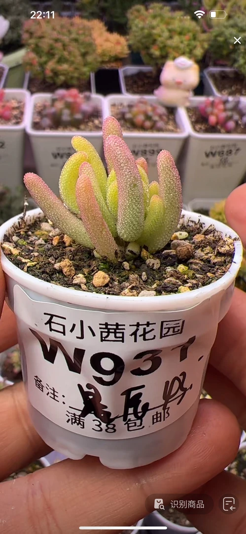 星辰-钻石黄锦-多肉植物枝干番杏