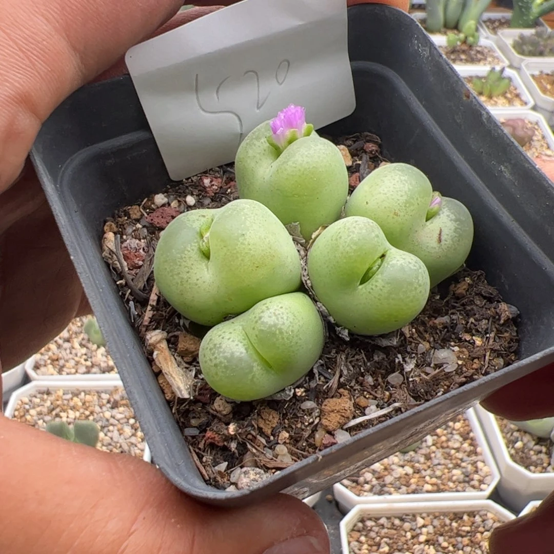 10.11翠光多肉植物520