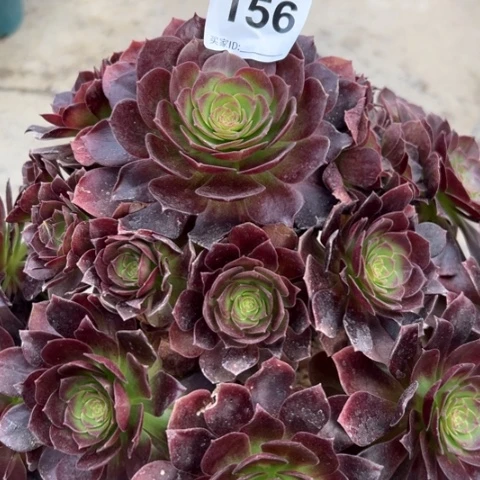 156赤焰莲30厘米左右