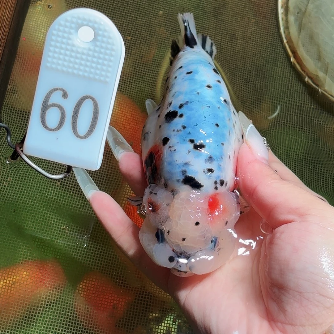 金鱼拍包装包邮不拍包装顺丰到付