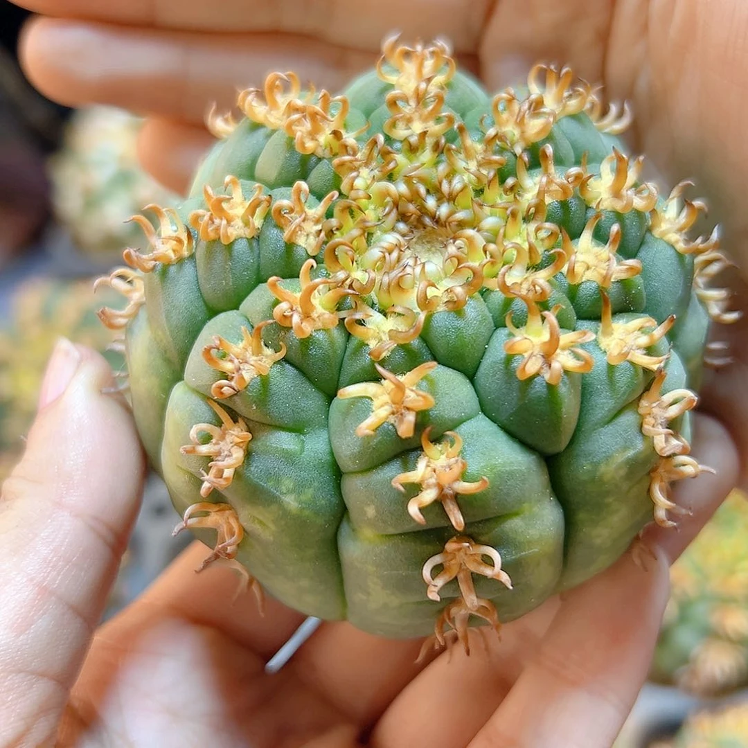 苗接带中刺猫爪含刺7公分无根