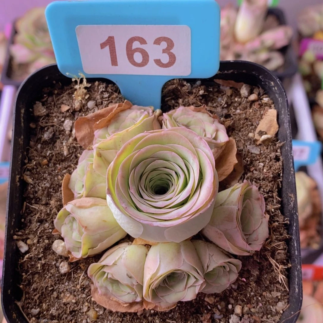 紫芙玫瑰群一物一拍163