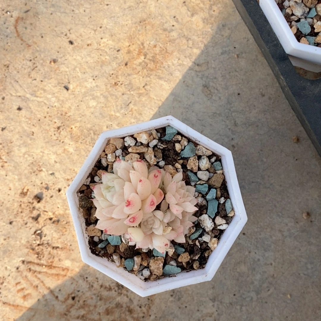 向*?HM113多肉多肉多肉多多肉多肉多肉多肉多肉