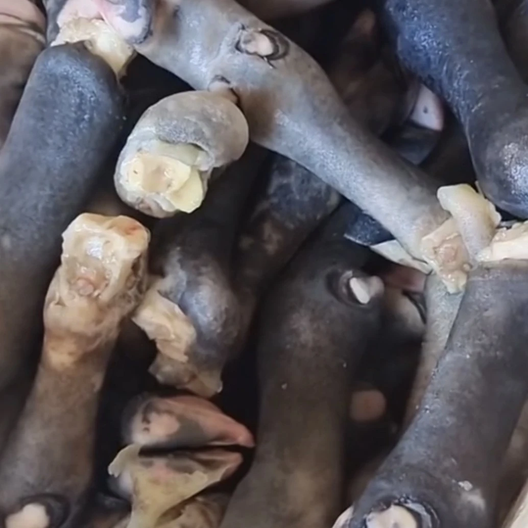 清真新鲜带筋育肥绵羊纯黑蹄营养丰富