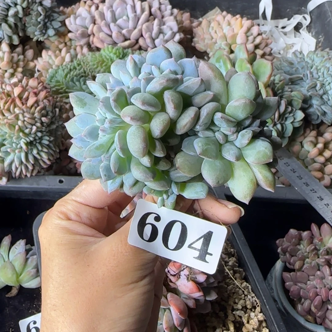 星影缀化一物一拍604