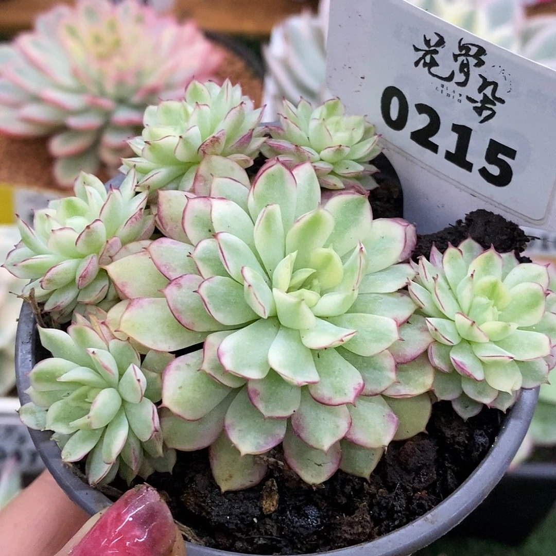 215群生梦幻哈哈哈哈哈