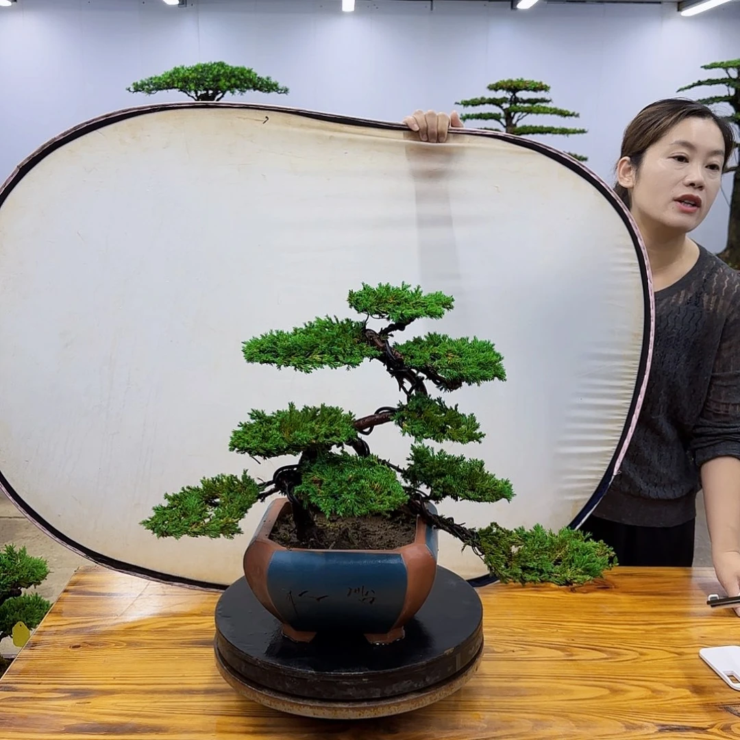无花朵盆景直播间一物一拍