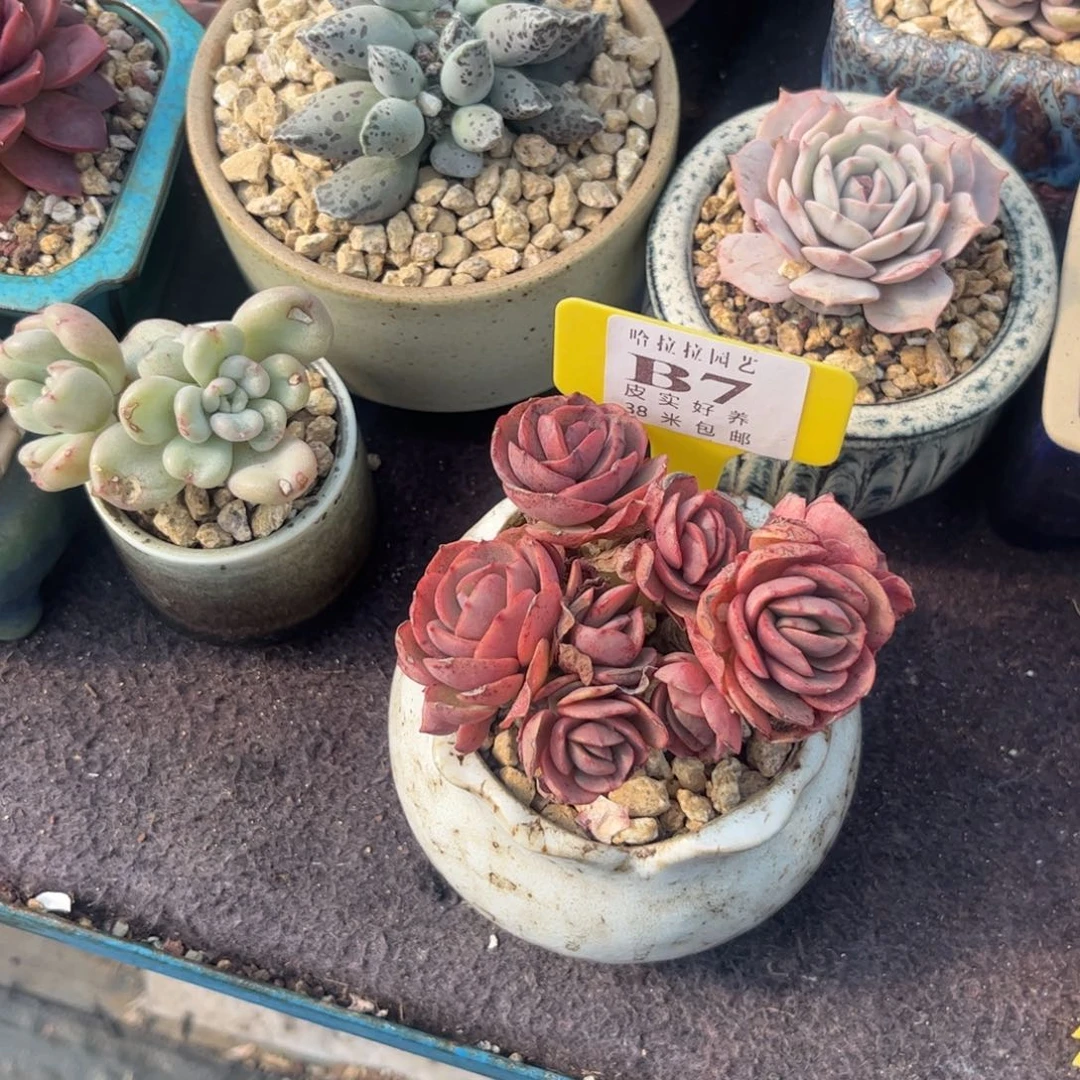 紫**儿多肉植物1111111