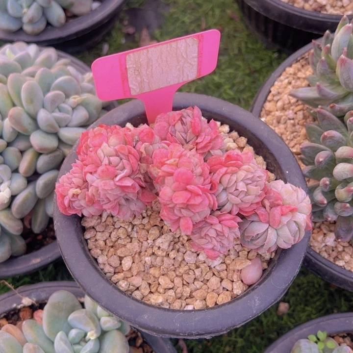 健健康康平平安安