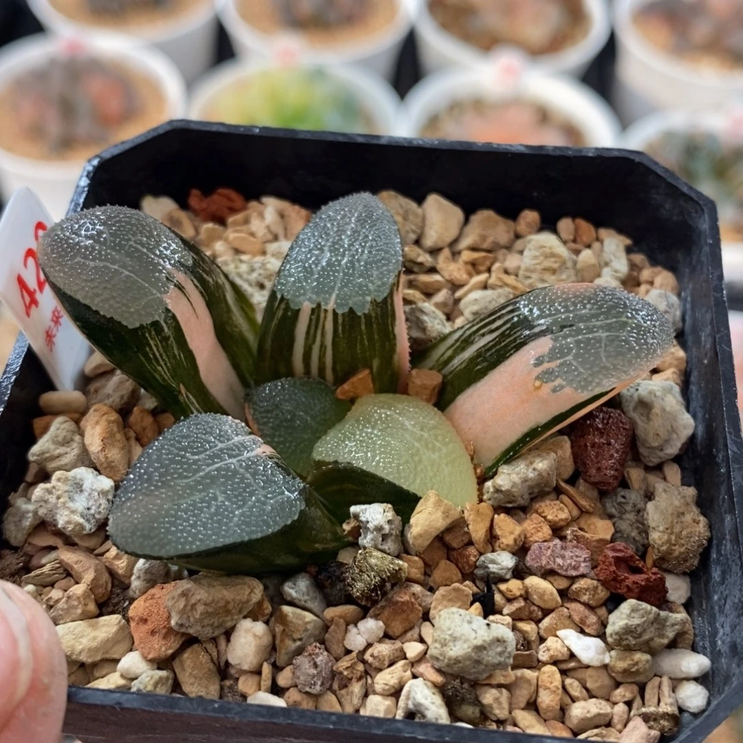 420网纹克锦一物一图