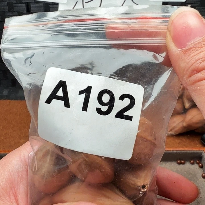 过***橄榄核手串/手链橄榄