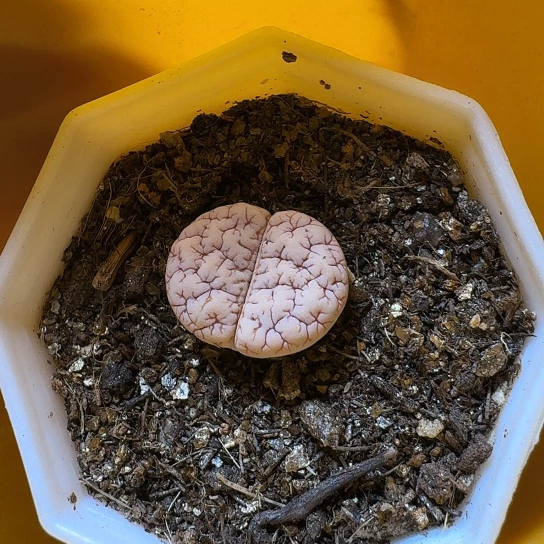 用****5生石花等植物1111。 用户宝。  179