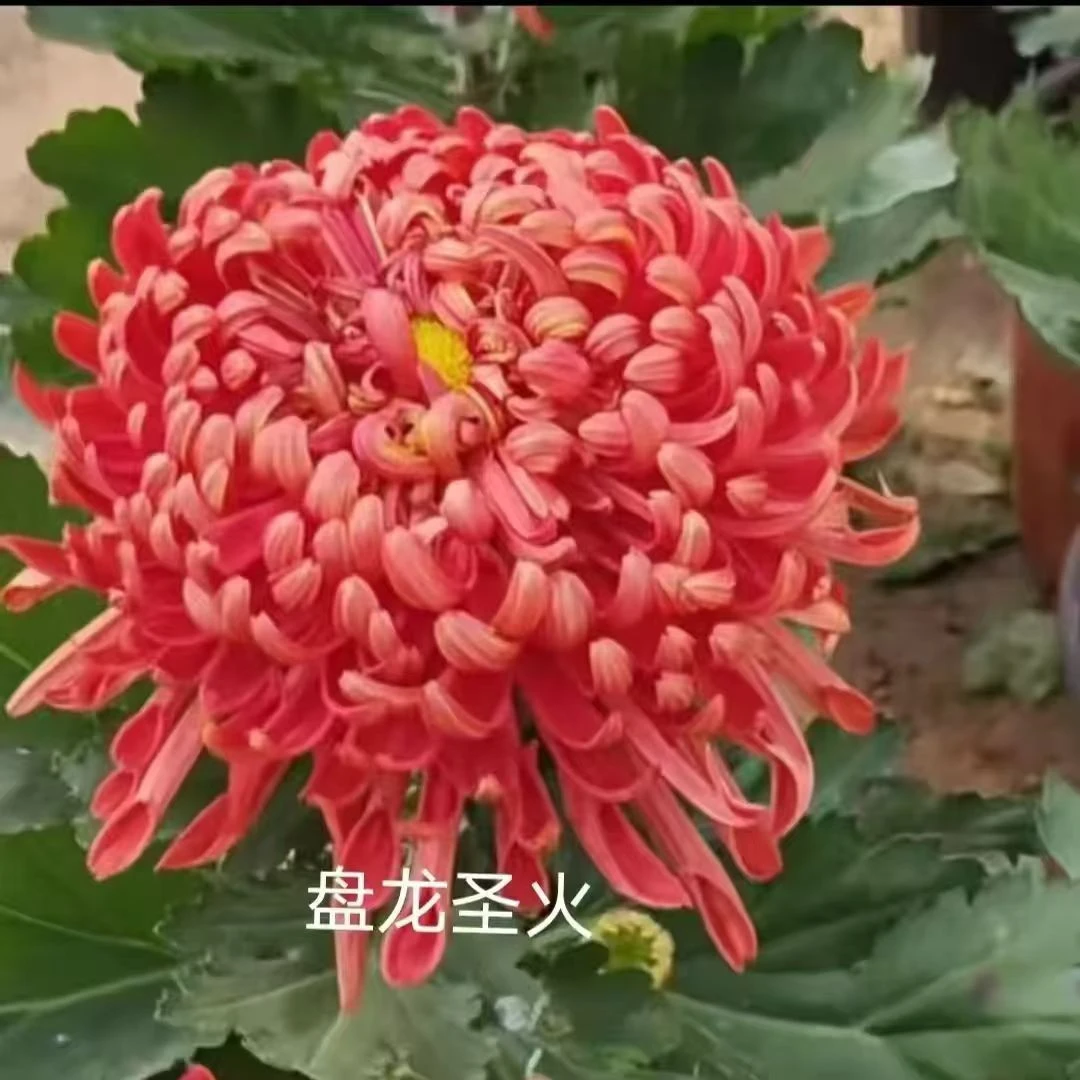 九月菊《盘龙圣火》盆栽九月菊花室内阳台花卉好养秋冬季开花