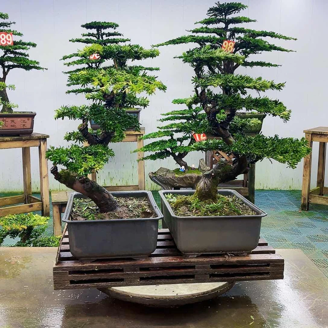 完全开放罗汉松盆景艺术