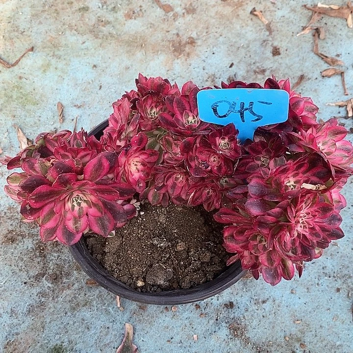 045 一颗倾城zhuihua