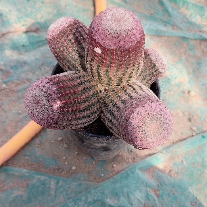 *****哈哈哈哈哈哈哈哈哈哈哈