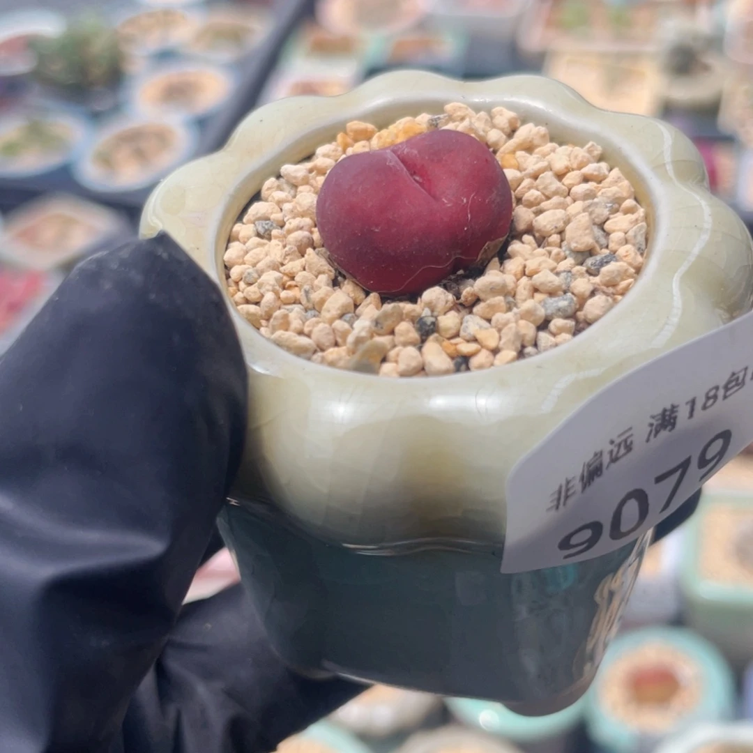 无花朵9079-一物一拍 带盆 吕