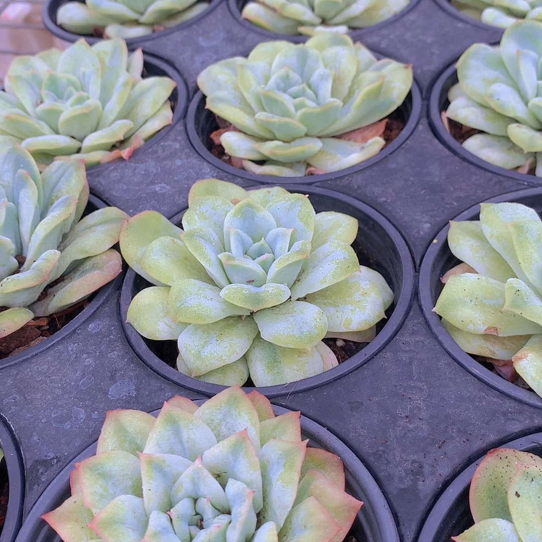 泡泡纱裙346788999999