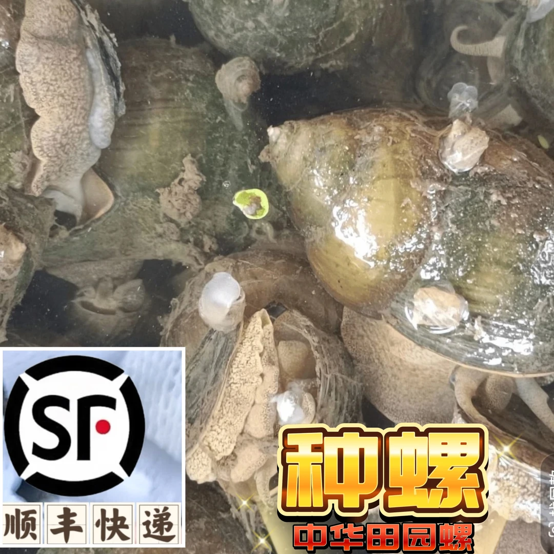 湖北洪湖新鲜稻田超大活体田螺养殖种螺