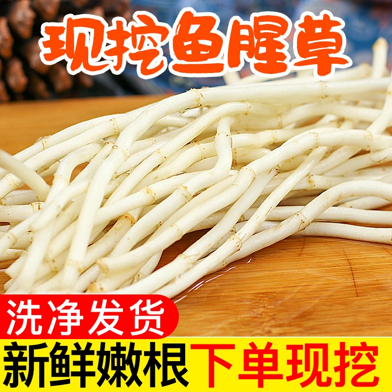 【粉丝专属】现挖鱼腥草新鲜嫩根折耳根洗净节节根凉拌特产蔬菜