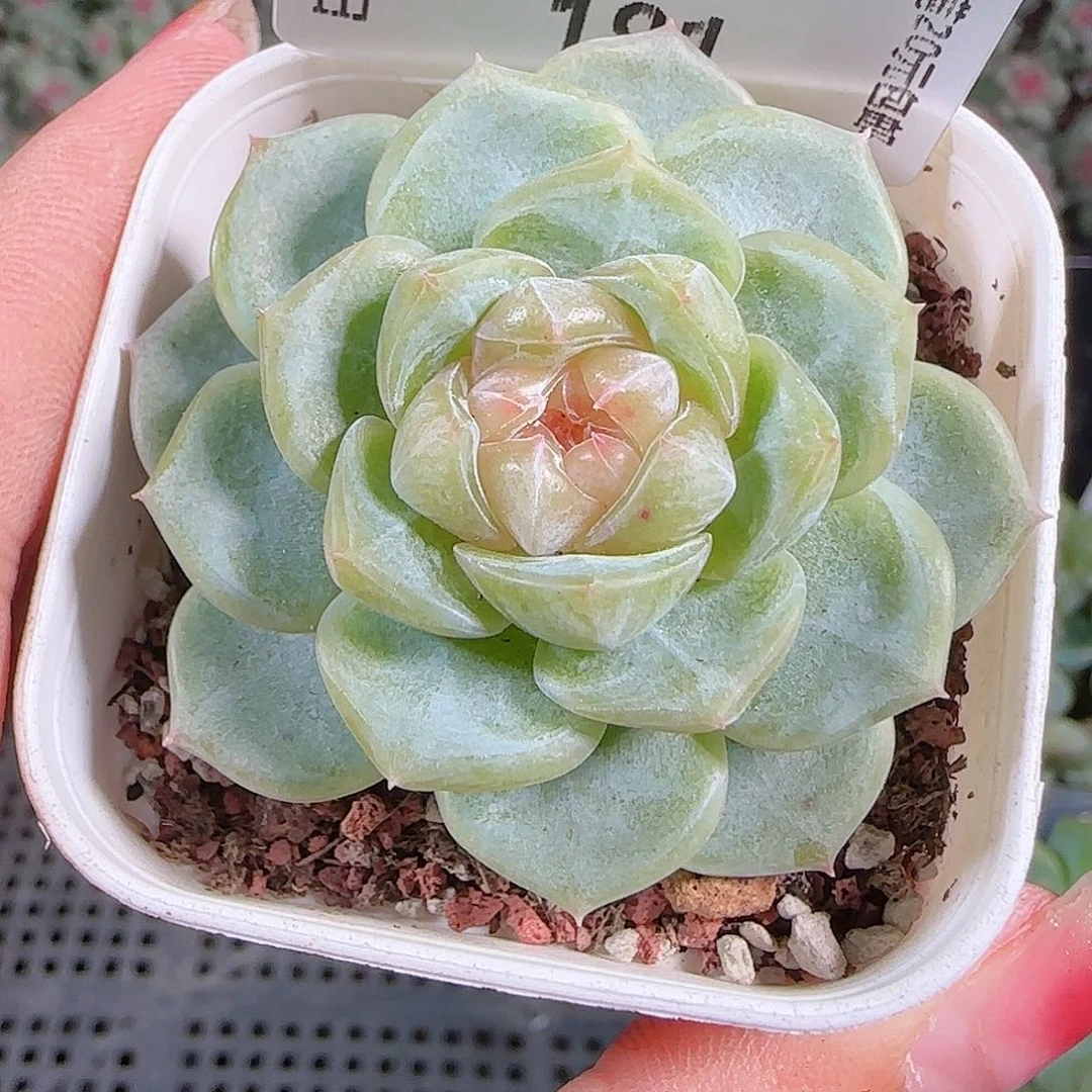 0921---181舒月糖心珍妮