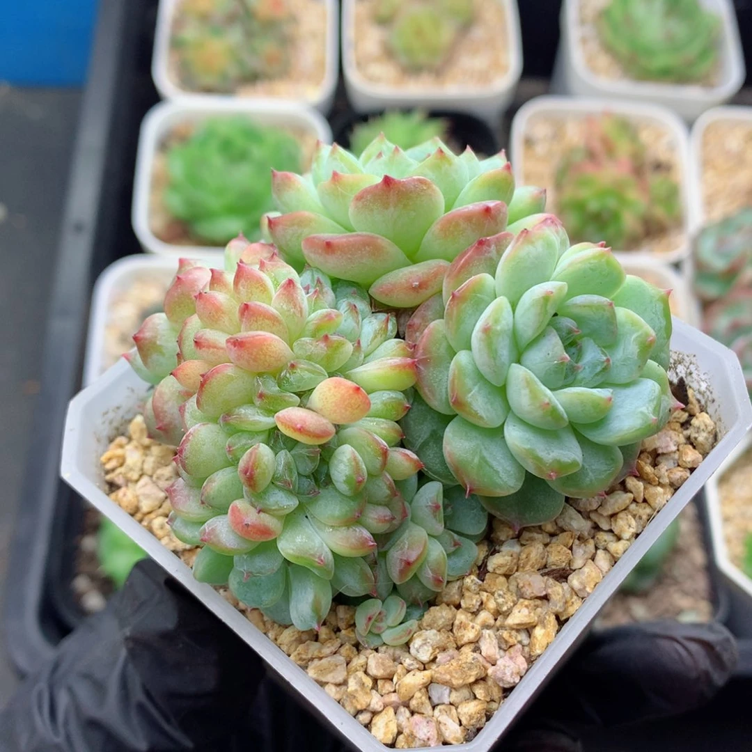 58包邮  群生不包整糖心缀45