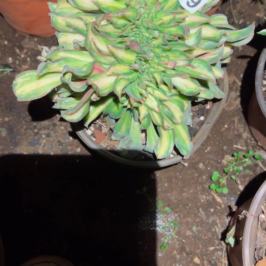 189 号多肉植物法师新年福利