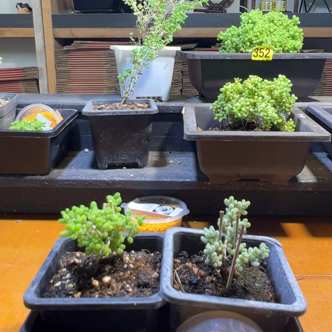 枝干番杏多肉植物440