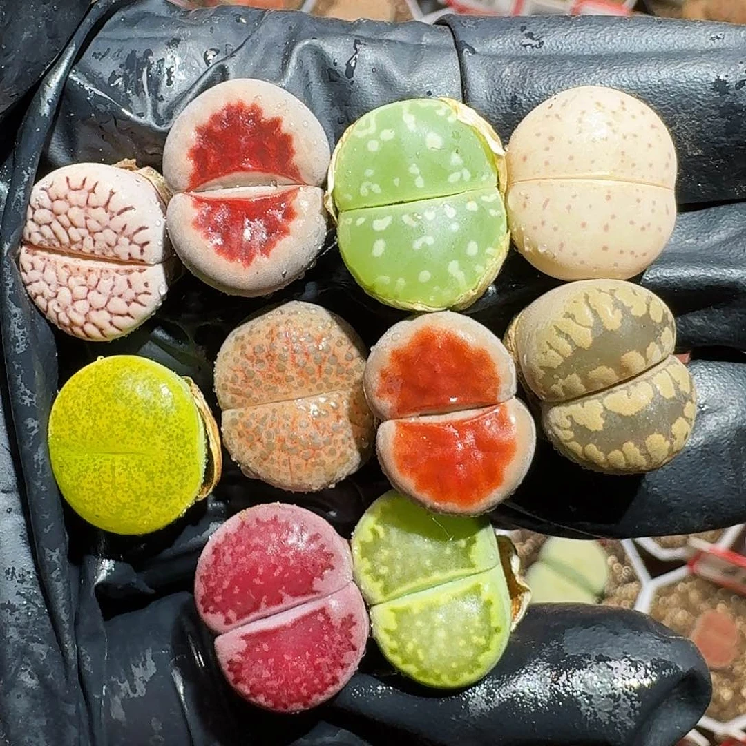 生石花等11111111。   76