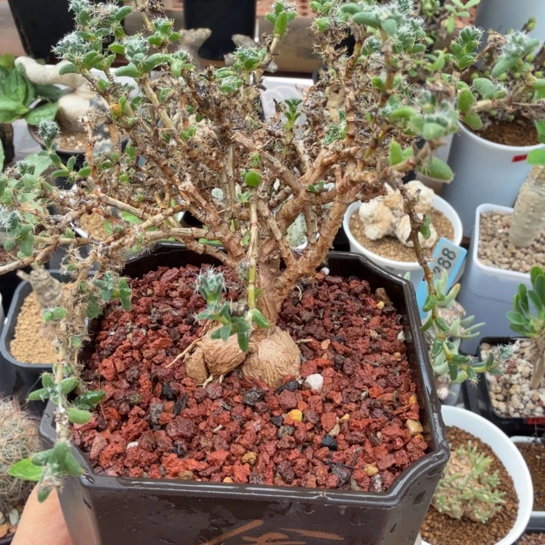 姬红小松566.仙人掌