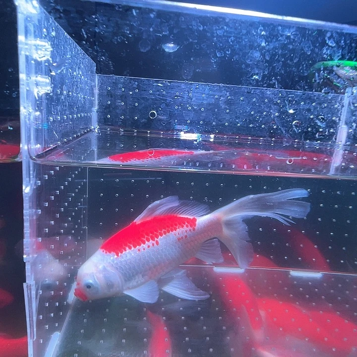 海水鱼品相自荐全场包邮